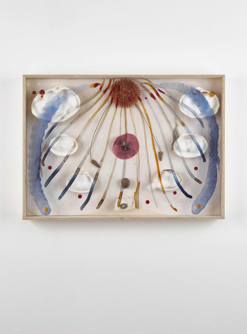 Aimée Parrott, Receiver, 2020, shells, grass, poppy, cotton, copper, ink, glass, in a ply box frame, 50 x 30cm